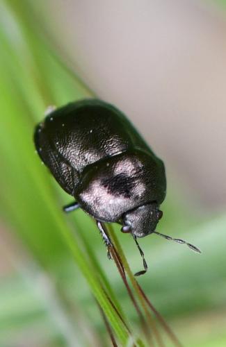 Réf. 281 308 : Thyreocoris scarabaeoides
